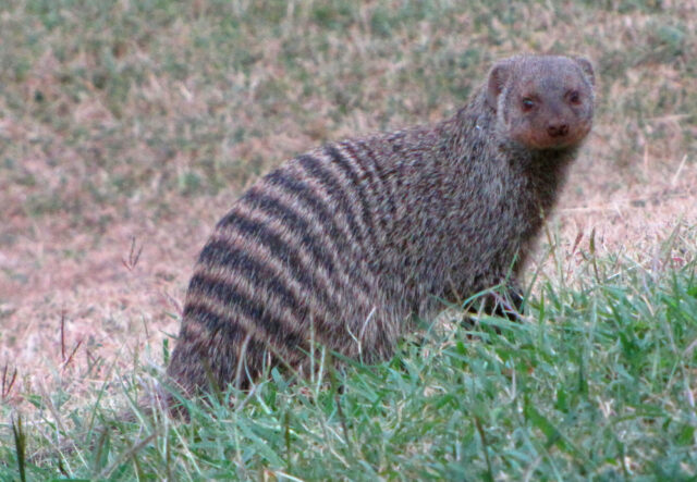 mongoose spiritual meaning