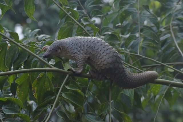 pangolin spiritual meaning