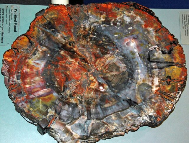 Polished petrified fossil wood showing mineralized growth rings from the Petrified Forest of Arizona