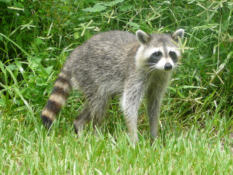 Raccoon Spiritual Meaning: Symbolism, Spirit Animal & Signs
