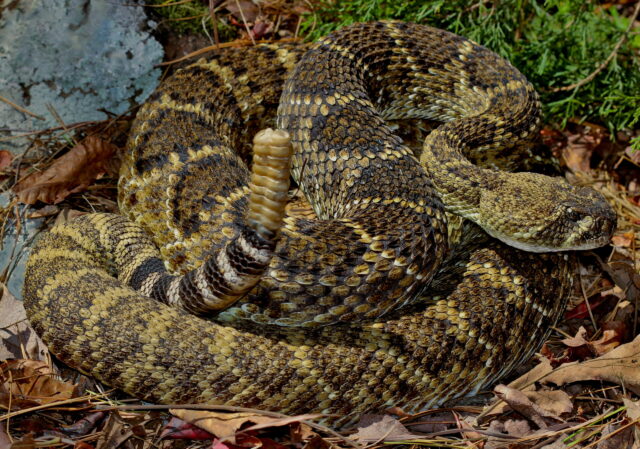rattlesnake spiritual meaning