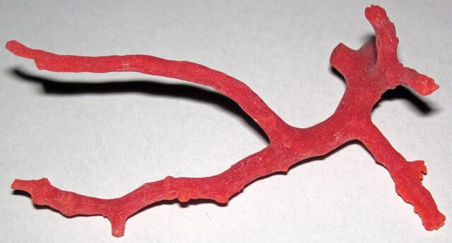 Natural Mediterranean red coral Corallium rubrum branching marine coral skeleton
