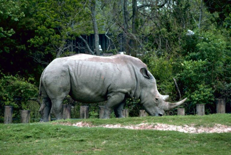 Rhinoceros Spiritual Meaning: Symbolism, Spirit Animal & Signs