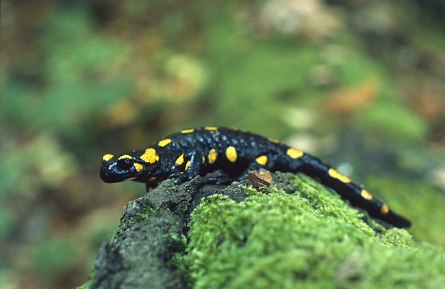Salamander Spiritual Meaning: Symbolism, Fire, Renewal & Signs