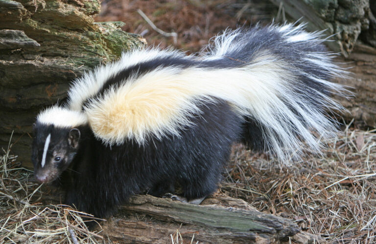 Skunk Spiritual Meaning: Symbolism, Spirit Animal & Signs