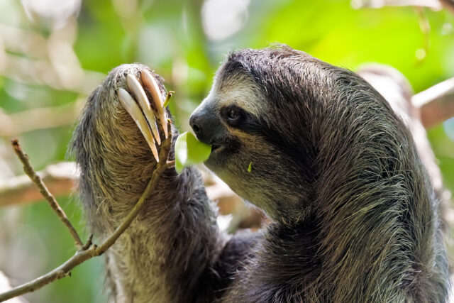 sloth spiritual meaning