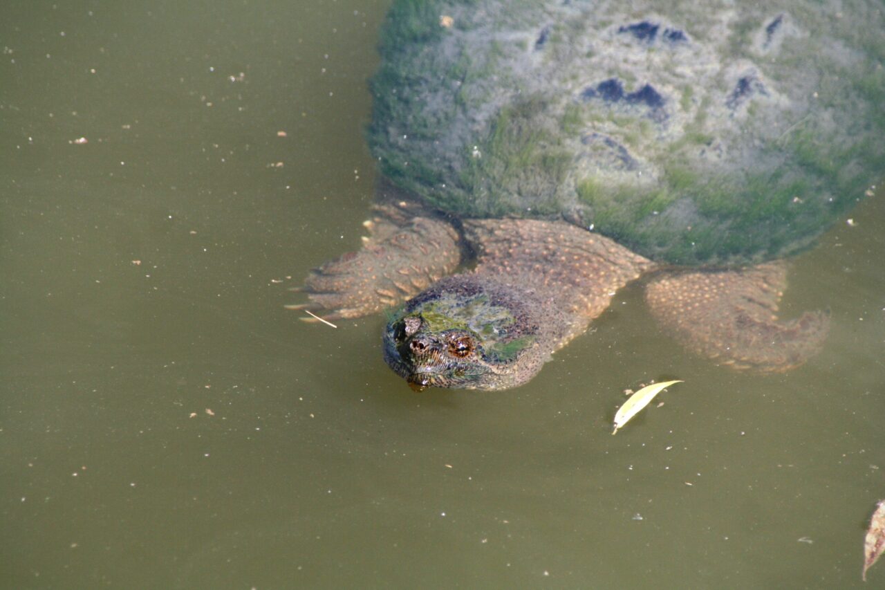 snapping turtle spiritual meaning