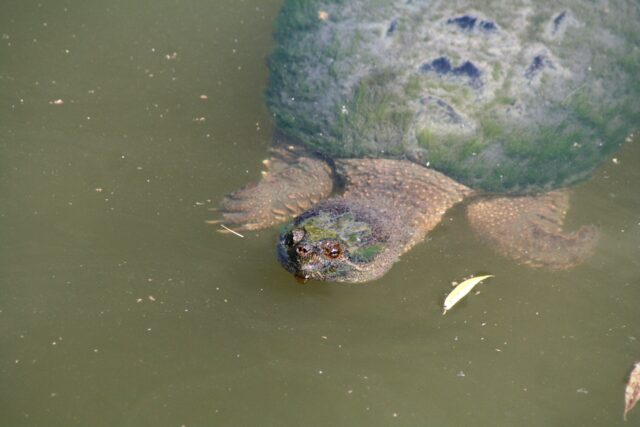 snapping turtle spiritual meaning