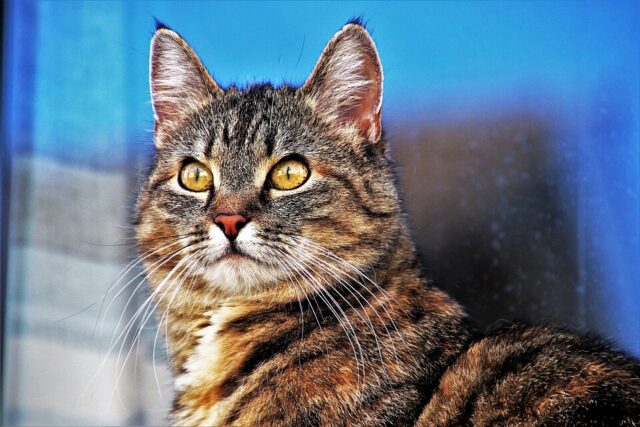 Tabby Cat illustrating tabby cat spiritual meaning and symbolism