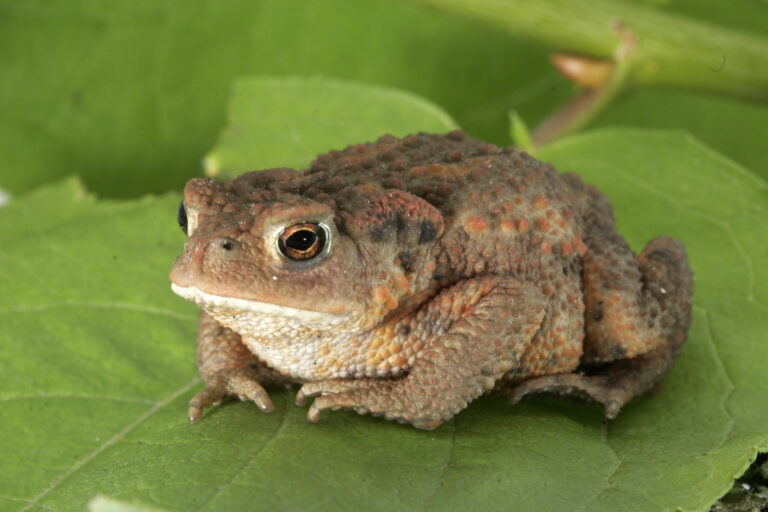Toad Spiritual Meaning: Symbolism, Spirit Animal & Signs