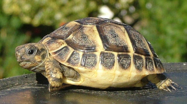 tortoise spiritual meaning
