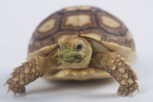 tortoise spiritual meaning