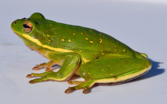 tree frog spiritual meaning