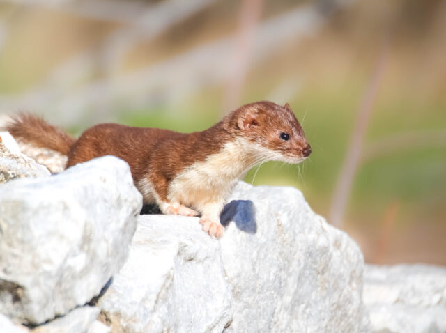 weasel spiritual meaning