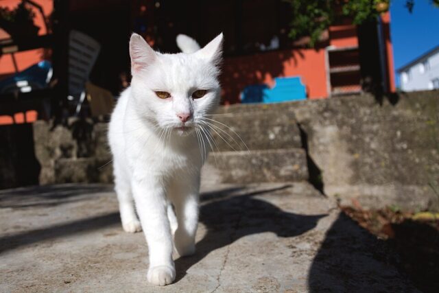 White Cat illustrating white cat spiritual meaning and symbolism